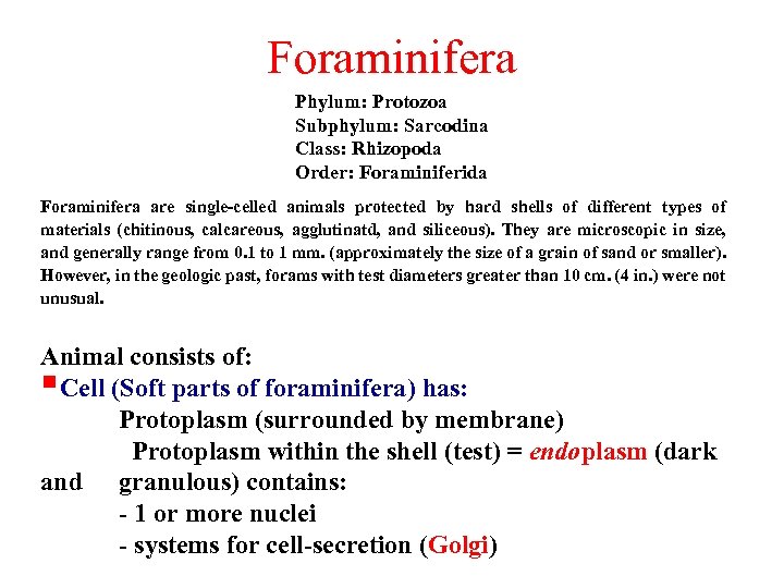 Foraminifera Phylum: Protozoa Subphylum: Sarcodina Class: Rhizopoda Order: Foraminiferida Foraminifera are single-celled animals protected