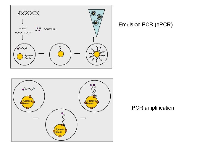 Emulsion PCR (e. PCR) PCR amplification 