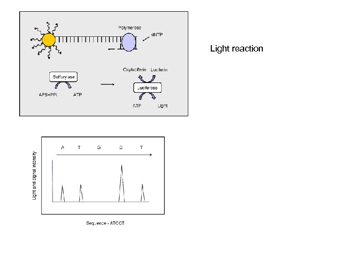 Light reaction 