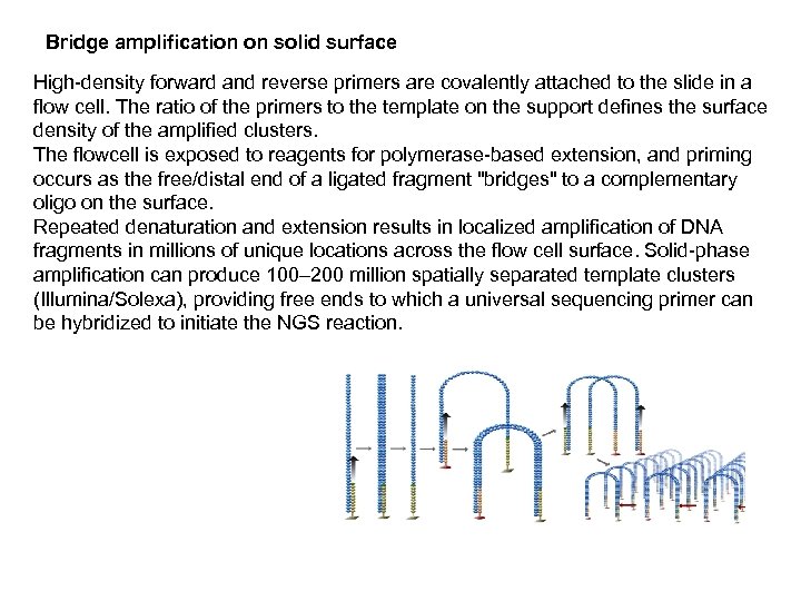Bridge amplification on solid surface High-density forward and reverse primers are covalently attached to