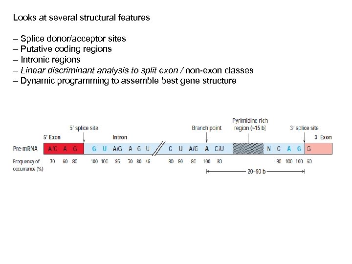 Looks at several structural features – Splice donor/acceptor sites – Putative coding regions –