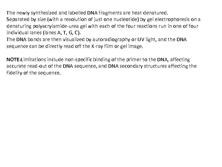 The newly synthesized and labelled DNA fragments are heat denatured. Separated by size (with