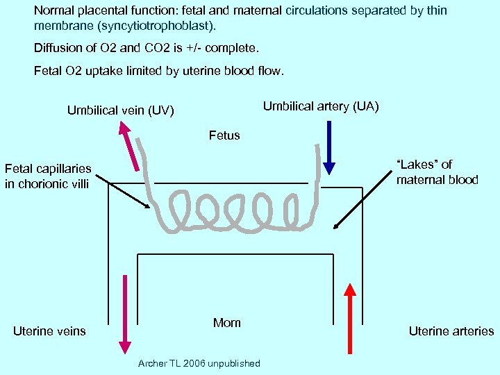 Normal placental function: fetal and maternal circulations separated by thin membrane (syncytiotrophoblast). ) Diffusion