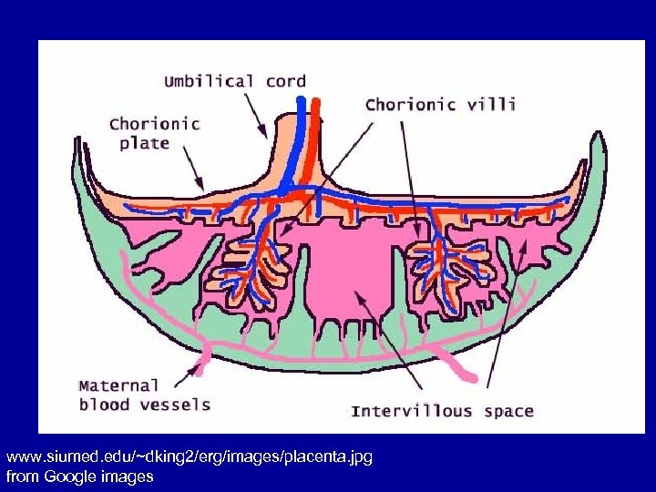 www. siumed. edu/~dking 2/erg/images/placenta. jpg from Google images 