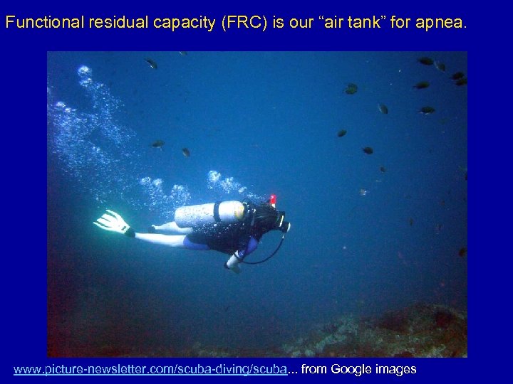 Functional residual capacity (FRC) is our “air tank” for apnea. www. picture-newsletter. com/scuba-diving/scuba. .