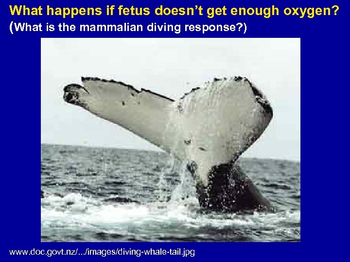 What happens if fetus doesn’t get enough oxygen? (What is the mammalian diving response?