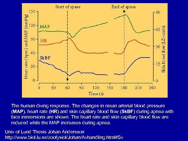 The human diving response. The changes in mean arterial blood pressure (MAP), heart rate