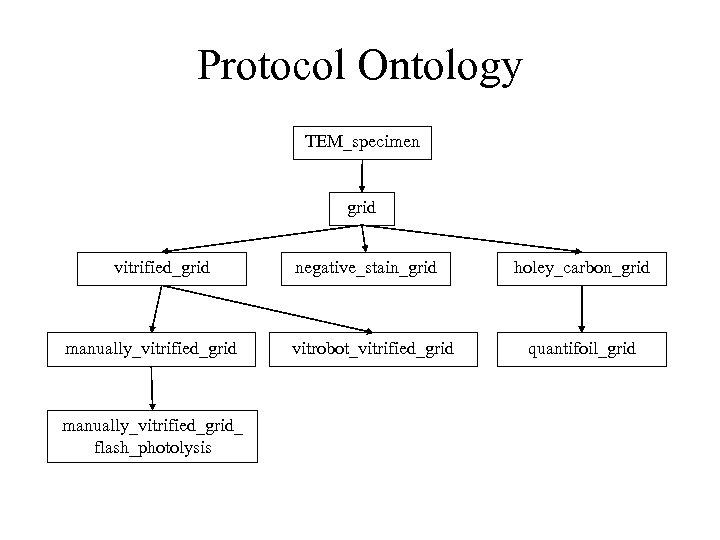 Protocol Ontology TEM_specimen grid vitrified_grid manually_vitrified_grid_ flash_photolysis negative_stain_grid vitrobot_vitrified_grid holey_carbon_grid quantifoil_grid 
