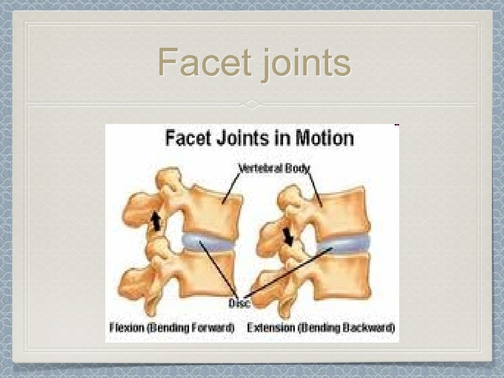 Facet joints 