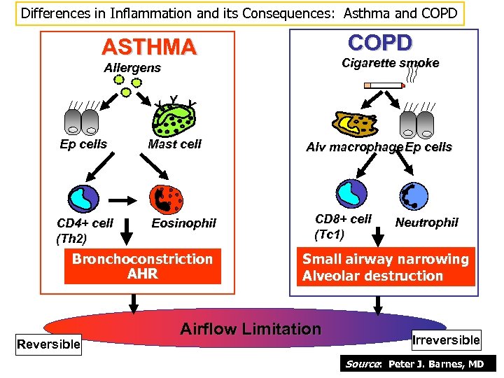 Differences in Inflammation and its Consequences: Asthma and COPD ASTHMA Cigarette smoke Allergens Y