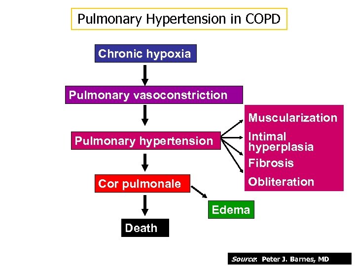 Pulmonary Hypertension in COPD Chronic hypoxia Pulmonary vasoconstriction Muscularization Pulmonary hypertension Cor pulmonale Intimal