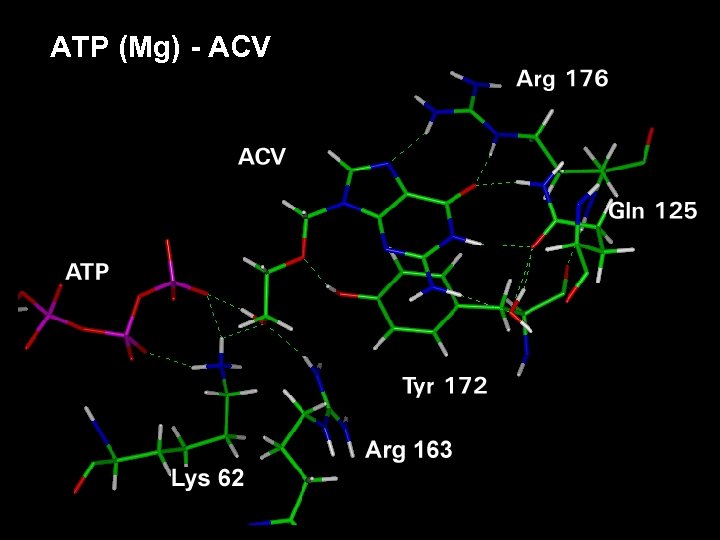 ATP (Mg) - ACV 