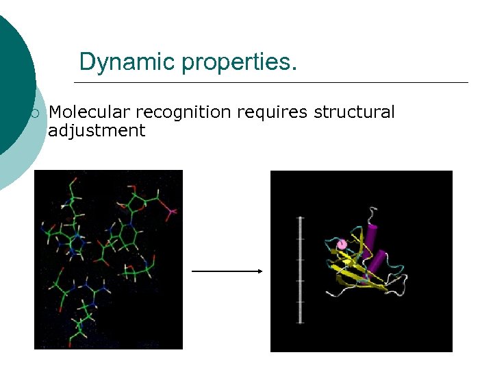Dynamic properties. ¡ Molecular recognition requires structural adjustment 