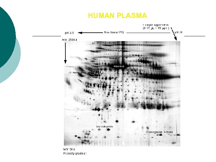 HUMAN PLASMA 