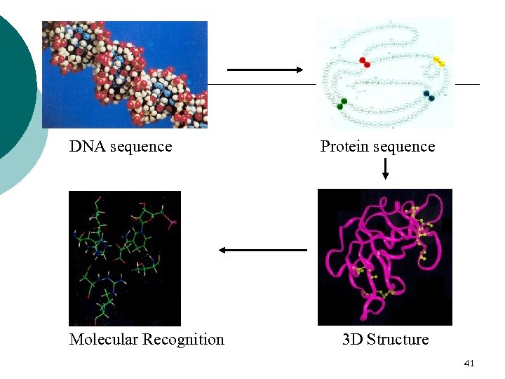 DNA sequence Molecular Recognition Protein sequence 3 D Structure 41 
