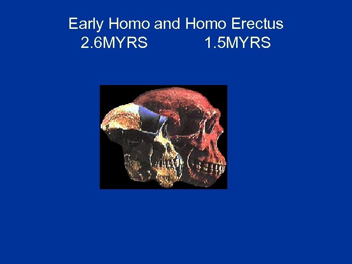 Early Homo and Homo Erectus 2. 6 MYRS 1. 5 MYRS 