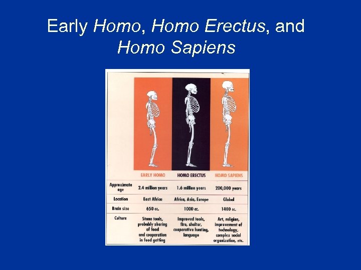 Early Homo, Homo Erectus, and Homo Sapiens 