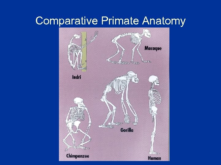 Comparative Primate Anatomy 