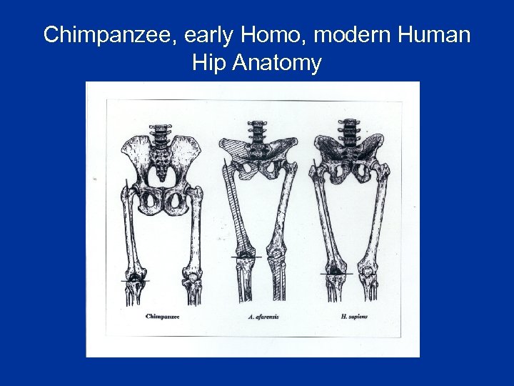 Chimpanzee, early Homo, modern Human Hip Anatomy 