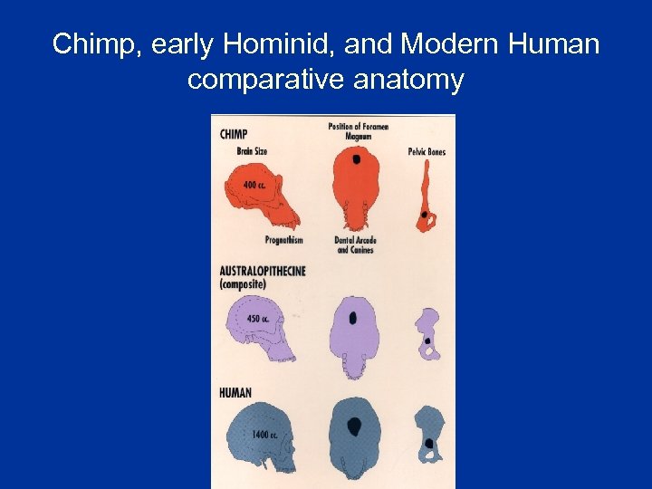 Chimp, early Hominid, and Modern Human comparative anatomy 