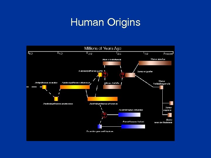 Human Origins 