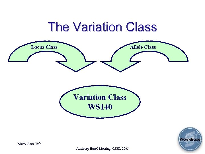 The Variation Class Locus Class Allele Class Variation Class WS 140 Mary Ann Tuli