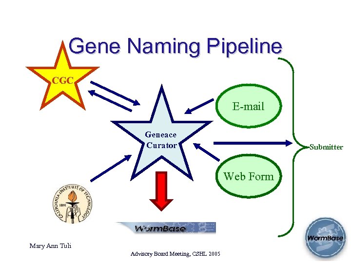 Gene Naming Pipeline CGC E-mail Geneace Curator Submitter Web Form Mary Ann Tuli Advisory