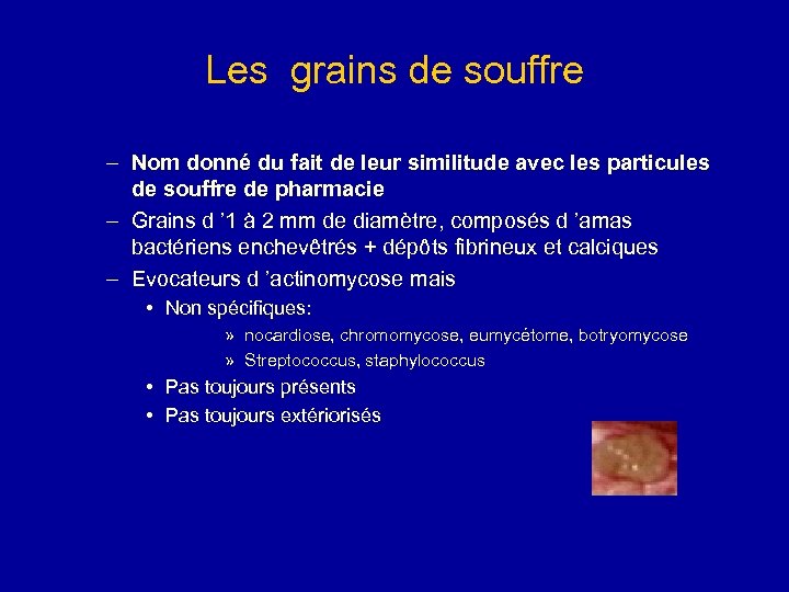 Les grains de souffre – Nom donné du fait de leur similitude avec les