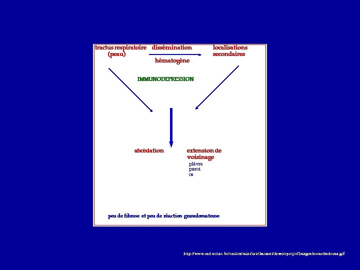 http: //www. md. ucl. ac. be/entites/mint/intr/hainaut/dossierprojet/Images/nocardschema. gif 