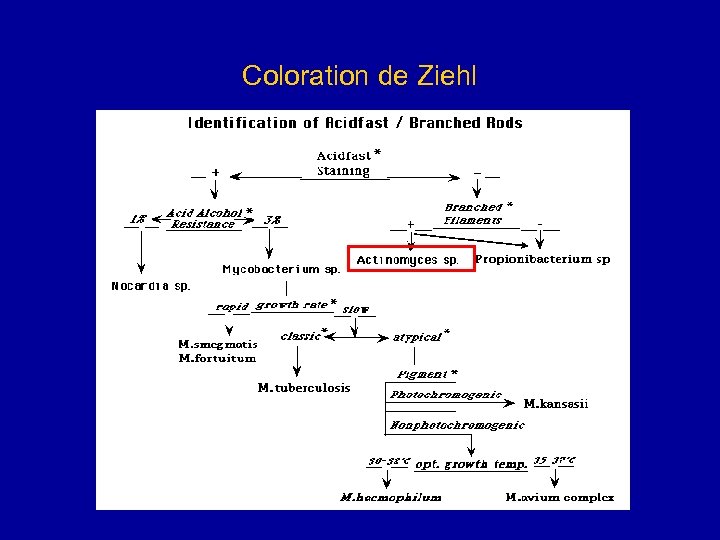 Coloration de Ziehl 