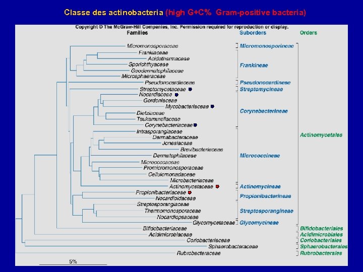 Classe des actinobacteria (high G+C% Gram-positive bacteria) 
