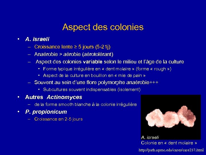 Aspect des colonies • A. israeli – Croissance lente ≥ 5 jours (5 -21