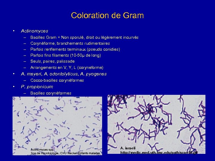 Coloration de Gram • Actinomyces – – – • Bacilles Gram + Non sporulé,