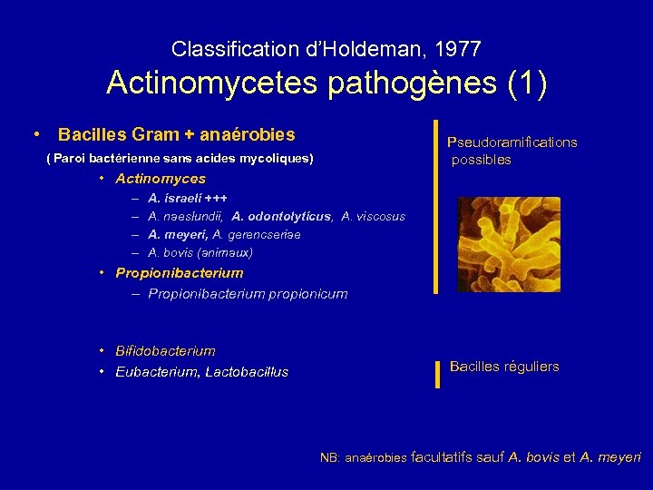 Classification d’Holdeman, 1977 Actinomycetes pathogènes (1) • Bacilles Gram + anaérobies Pseudoramifications possibles (