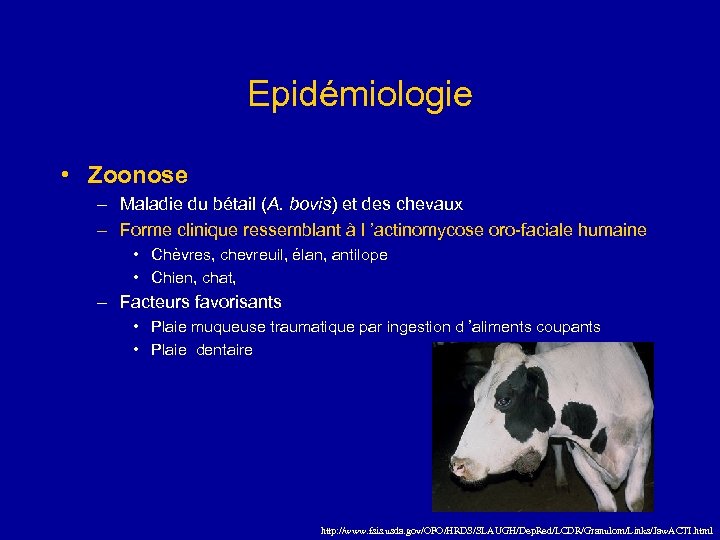 Epidémiologie • Zoonose – Maladie du bétail (A. bovis) et des chevaux – Forme
