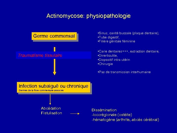 Actinomycose: physiopathologie Germe commensal Traumatisme tissulaire • Sinus, cavité buccale (plaque dentaire), • Tube