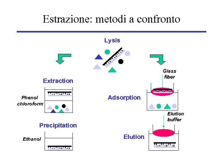 Estrazione: metodi a confronto Lysis Glass fiber Extraction Phenol chloroform Adsorption Elution buffer Precipitation