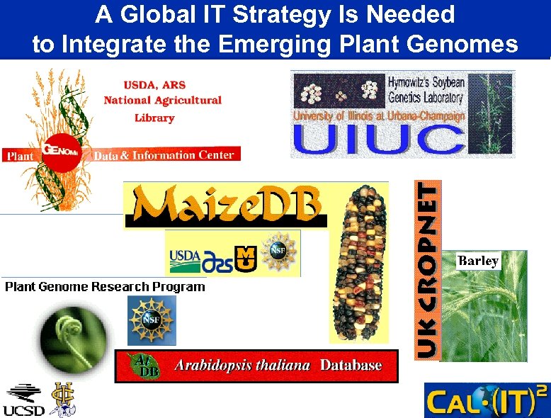 A Global IT Strategy Is Needed to Integrate the Emerging Plant Genomes 