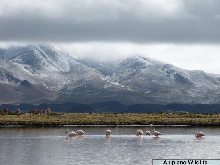 Altiplano Wildlife 