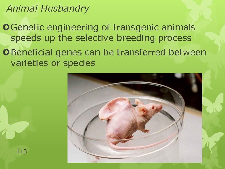 Animal Husbandry Genetic engineering of transgenic animals speeds up the selective breeding process Beneficial
