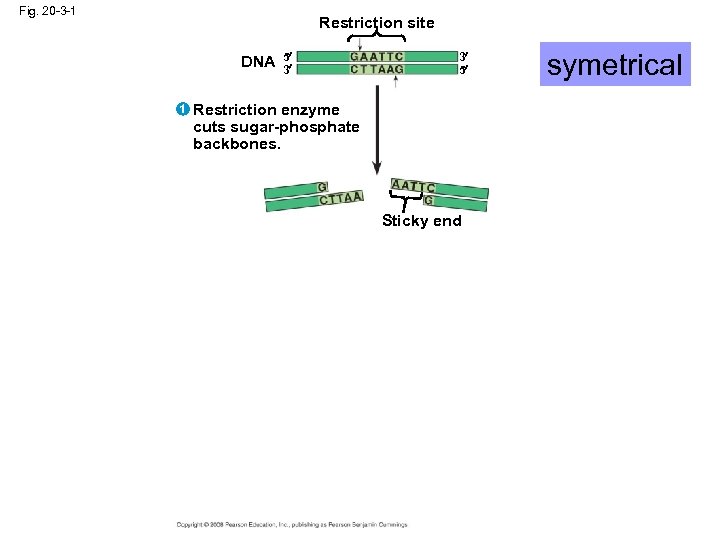 Fig. 20 -3 -1 Restriction site DNA 1 5 3 3 5 Restriction enzyme