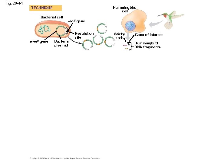 Fig. 20 -4 -1 Hummingbird cell TECHNIQUE Bacterial cell amp. R gene lac. Z