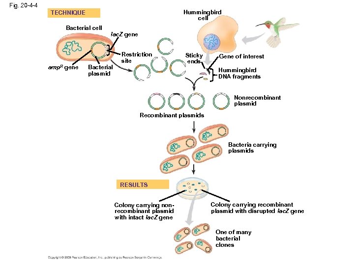 Fig. 20 -4 -4 Hummingbird cell TECHNIQUE Bacterial cell amp. R gene lac. Z
