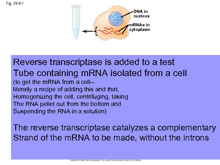 Fig. 20 -6 -1 DNA in nucleus m. RNAs in cytoplasm Reverse transcriptase is