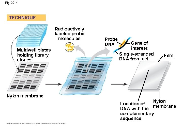 Fig. 20 -7 TECHNIQUE Radioactively labeled probe molecules Multiwell plates holding library clones Probe