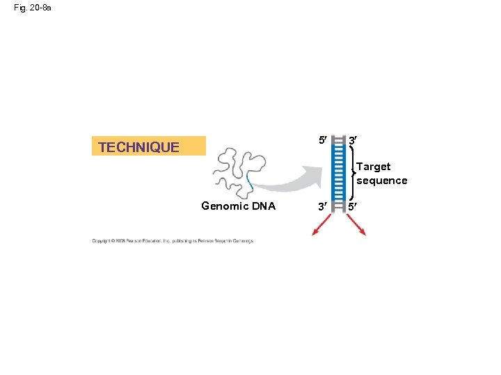 Fig. 20 -8 a 5 TECHNIQUE 3 Target sequence Genomic DNA 3 5 