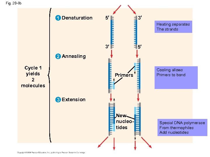 Fig. 20 -8 b 1 Denaturation 5 3 Heating separates The strands 3 5