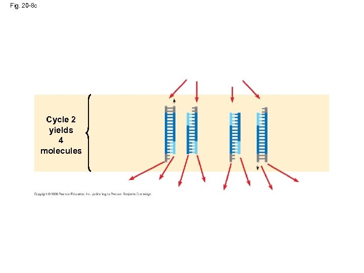 Fig. 20 -8 c Cycle 2 yields 4 molecules 