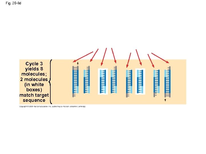 Fig. 20 -8 d Cycle 3 yields 8 molecules; 2 molecules (in white boxes)