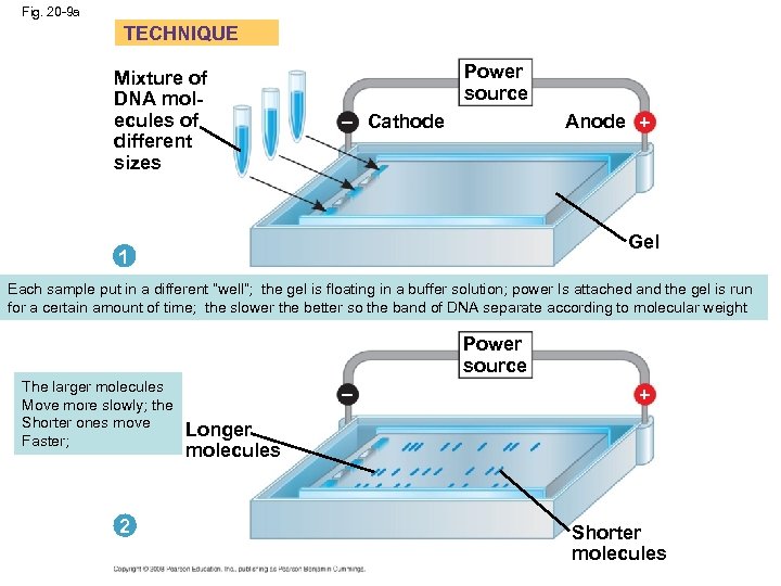 Fig. 20 -9 a TECHNIQUE Mixture of DNA molecules of different sizes Power source
